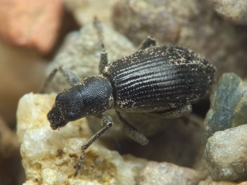Polydrusus (Eurodrusus) inustus Germar, 1824
